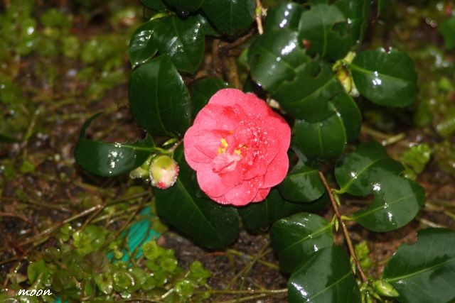 camellia